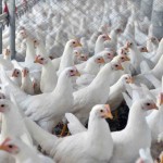 O custo total de produção por quilo de suíno vivo produzido em sistema tipo ciclo completo em Santa Catarina em março chegou a R$ 6,86, uma queda de R$ 0,27 por quilo vivo em relação a fevereiro. Foto: Embrapa / divulgação.