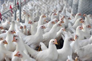 O custo total de produção por quilo de suíno vivo produzido em sistema tipo ciclo completo em Santa Catarina em março chegou a R$ 6,86, uma queda de R$ 0,27 por quilo vivo em relação a fevereiro. Foto: Embrapa / divulgação.