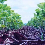 Os resultados dos experimentos mostram que os maiores valores de carbono acumulado foram para os sistemas em ILP, em plantio direto. Foto: Francisco Lins