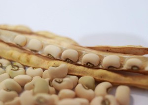 São quatro novas cultivares de feijão-de-corda (feijão-caupi): BRS Bené (grãos marrons graúdos), BRS Guirá (grãos pretos), BRS Utinga (grãos brancos graúdos) e BRS Natalina (tipo “manteiguinha”). Foto: Ronaldo Rosa