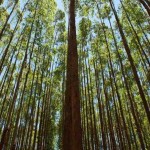 Entre janeiro e março, a Suzano investiu R$ 3,7 bilhões, incluindo R$ 1,7 bilhão destinados ao projeto de construção de uma fábrica de celulose no município de Ribas do Rio Pardo (MS). Foto: Divulgação.