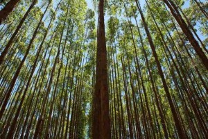 Entre janeiro e março, a Suzano investiu R$ 3,7 bilhões, incluindo R$ 1,7 bilhão destinados ao projeto de construção de uma fábrica de celulose no município de Ribas do Rio Pardo (MS). Foto: Divulgação.