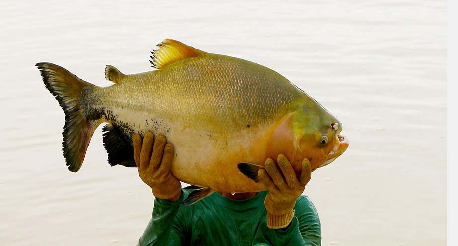 Vídeo detalha como se deve dar a criação de tambaquis em tanques-rede em pequena escala.
