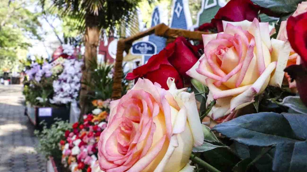 Em Holambra - flores e plantas para o “Dia das Mães” 3