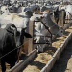 Equipe técnica da Guabi estará à disposição dos bovinocultores na Agrotins para criar estratégias nutricionais para período de transição águas/seca e período seco. Foto: Arquivo Seagre / Gov.TO