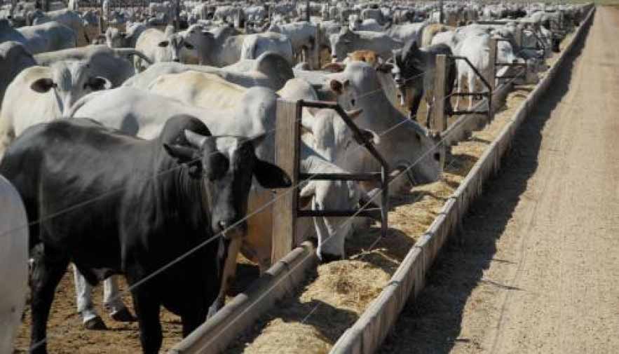 Equipe técnica da Guabi estará à disposição dos bovinocultores na Agrotins para criar estratégias nutricionais para período de transição águas/seca e período seco. Foto: Arquivo Seagre / Gov.TO