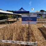 Resistência a nematoides-das-galhas é o diferencial da nova cultivar de soja lançada pela Embrapa. Fotos: Juliana Miura