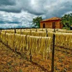 Aquisição do Governo Federal (AGF) – instrumento da PGPM, a AGF tem o objetivo de apoiar produtores rurais, agricultores familiares e suas cooperativas. Foto: divulgação