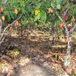 É a primeira tecnologia licenciada pela Ceplac para o controle da vassoura-de-bruxa do cacaueiro. Foto: Divulgação