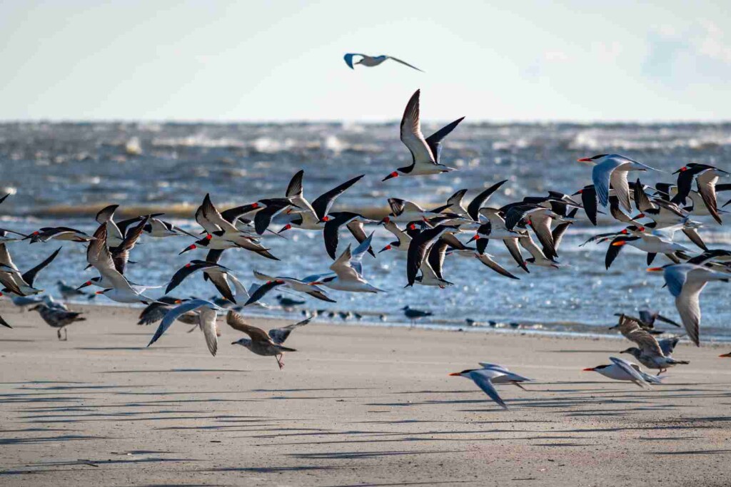 ABPA e setor produtivo ligado à AVES fazem o monitoramento da situação identificada no Espírito Santo, por meio do comitê de crise denominado Grupo Especial de Prevenção à Influenza Aviária (GEPIA). Foto: Talha-mar/ ilustrativa.