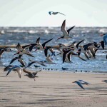 ABPA e setor produtivo ligado à AVES fazem o monitoramento da situação identificada no Espírito Santo, por meio do comitê de crise denominado Grupo Especial de Prevenção à Influenza Aviária (GEPIA). Foto: Talha-mar/ ilustrativa.