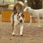 São Paulo - Tutores com cães no Parcão, espaço exclusivo para cachorros, na Praça Ayrton Senna do Brasil.