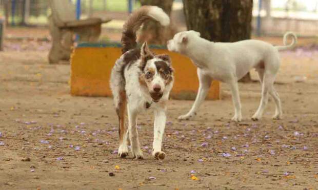 São Paulo - Tutores com cães no Parcão, espaço exclusivo para cachorros, na Praça Ayrton Senna do Brasil.