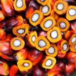 Mais de 30 milhões de hectares podem ser cultivados com dendê no país, que utiliza atualmente apenas 200 mil hectares. Foto: Divulgação
