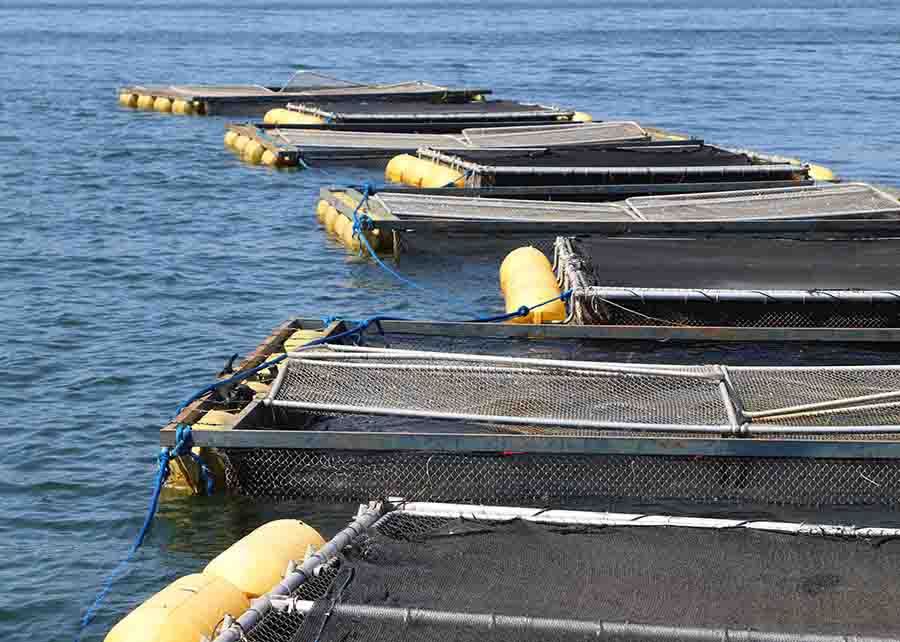 produção da espécie no Brasil. Foto: Clenio Araújo / divulgação