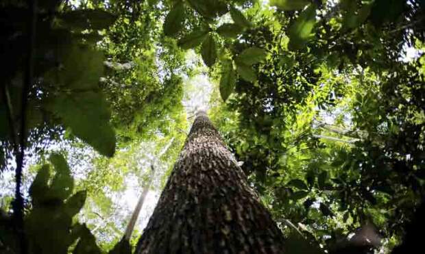 O Programa Carbono + Verde terá por finalidade conferir credibilidade e transparência à produção primária agropecuária de baixa emissão de carbono, de maneira a criar um ambiente propício à promoção do desenvolvimento sustentável do setor. (divulgação)