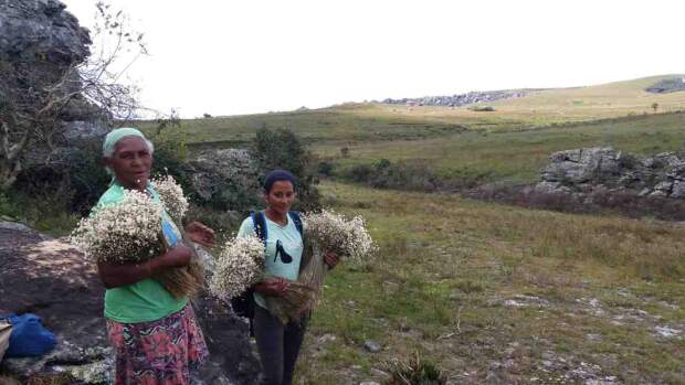 A concessão do título foi aprovada em reunião ordinária do Conselho Estadual do Patrimônio Cultural (Conep). Além de valorizar práticas que englobam técnicas ancestrais de manejo do meio ambiente, a medida deve beneficiar dezenas de comunidades. Valda Nogueira / agênciaminas.mg.gov.br