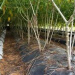 Aumenta a produtividade das raízes, o controle da erosão, promove a melhoria da qualidade biológica do solo, diminui o ciclo da cultura e a mão-de-obra no controle do mato. Foto: Divulgação.