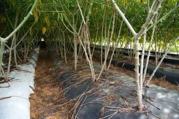 Aumenta a produtividade das raízes, o controle da erosão, promove a melhoria da qualidade biológica do solo, diminui o ciclo da cultura e a mão-de-obra no controle do mato. Foto: Divulgação.