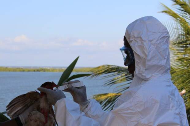 A Bahia também faz parte de uma das principais rotas migratórias de aves silvestres que atravessam o continente. (Divulgação)