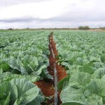 O sistema, indicado a agricultura familiar, com a vazão apenas de uma torneira faz a água chegar às mangueiras de irrigação. Além disso, possibilita o uso de menor número de mangueiras por área, se comparado a outros sistemas irrigantes. Foto: Divulgação