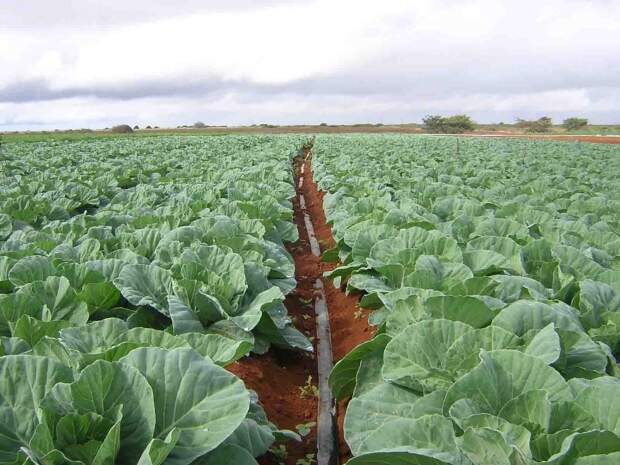 O sistema, indicado a agricultura familiar, com a vazão apenas de uma torneira faz a água chegar às mangueiras de irrigação. Além disso, possibilita o uso de menor número de mangueiras por área, se comparado a outros sistemas irrigantes. Foto: Divulgação