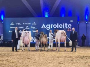 No final é feita a grande roda, com todos as campeãs e reservadas de cada categoria, para selecionar e eleger o melhor animal jovem e adulto de cada raça. (Divulgação)