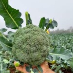 Brócolis Master - Uso no campo de produtos como o Ninja F1, da linha Topseed Premium, ajudou a dobrar a quantidade produzida dessa hortaliça nos últimos anos. (Divulgação)