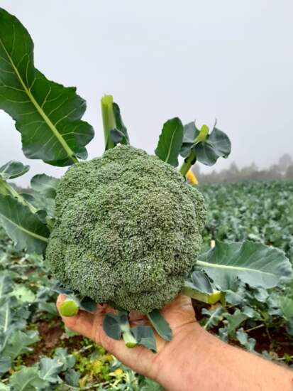 Brócolis Master - Uso no campo de produtos como o Ninja F1, da linha Topseed Premium, ajudou a dobrar a quantidade produzida dessa hortaliça nos últimos anos. (Divulgação)