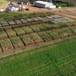 Evento, que acontece dias 9 e 10 de agosto, mostra o investimento na região com desenvolvimento de materiais exclusivos para a agropecuária nordestina. (Foto: Eduardo Simoneti)