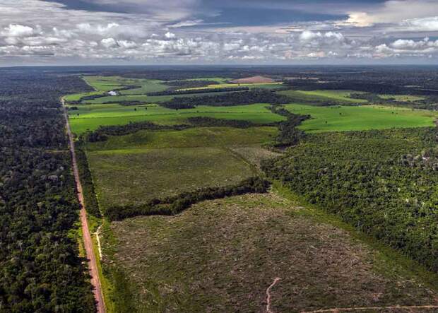 Segundo estudo inédito, ao recuperar 12 milhões de hectares de florestas, o país pode gerar 2,5 milhões empregos e remover 4,3 bilhões de toneladas de CO2 da atmosfera. Créditos: Marizilda Cruppe / Rede Amazônia Sustentável.