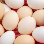 Hoje é possível saber ou deduzir a cor da casca do ovo a partir da raça da galinha”, afirma a zootecnista. (Divulgação)