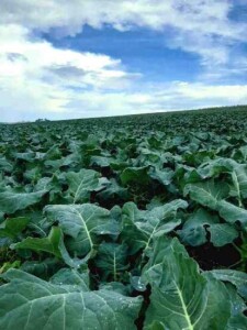 WhatsApp-Image-2022-11-10-at-12.36.13 produtos hibridos OK