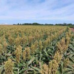 A elevação da produtividade do sorgo é reflexo de mais investimentos em pesquisa e melhoramento, além da preocupação do produtor em adotar nível maior de tecnologia no cultivo e manejo da cultura. Foto: Priorizi Sementes