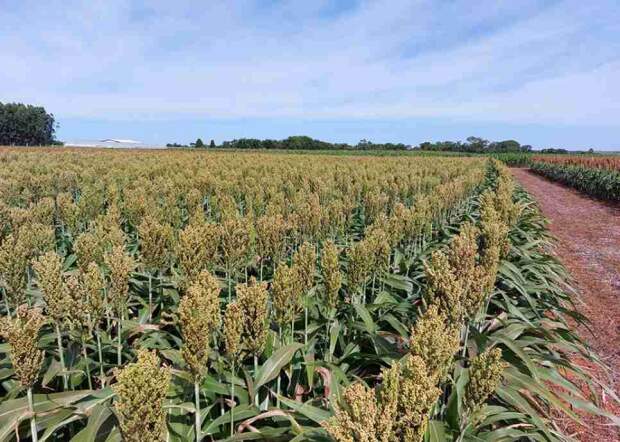 A elevação da produtividade do sorgo é reflexo de mais investimentos em pesquisa e melhoramento, além da preocupação do produtor em adotar nível maior de tecnologia no cultivo e manejo da cultura. Foto: Priorizi Sementes
