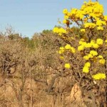 Novas cultivares, usos e manejo podem aliar renda e conservação na produção da região. O Cerrado brasileiro abriga uma das maiores diversidades do mundo, com mais de 11 mil espécies de plantas nativas. Foto: Clarissa Lima