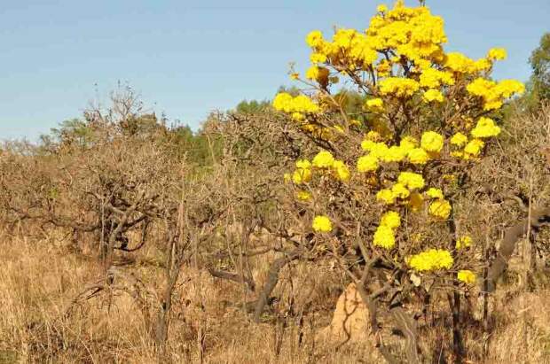 Novas cultivares, usos e manejo podem aliar renda e conservação na produção da região. O Cerrado brasileiro abriga uma das maiores diversidades do mundo, com mais de 11 mil espécies de plantas nativas. Foto: Clarissa Lima