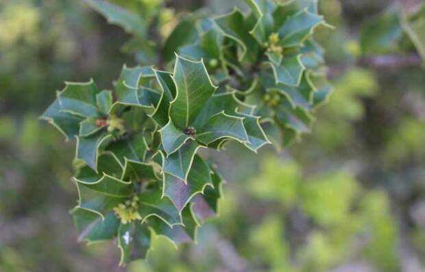 A Espinheira Santa Herbarium é usada tradicionalmente para auxiliar no alívio da má digestão e age como coadjuvante no tratamento de gastrite e úlcera do estômago e duodeno. (Divulgação).