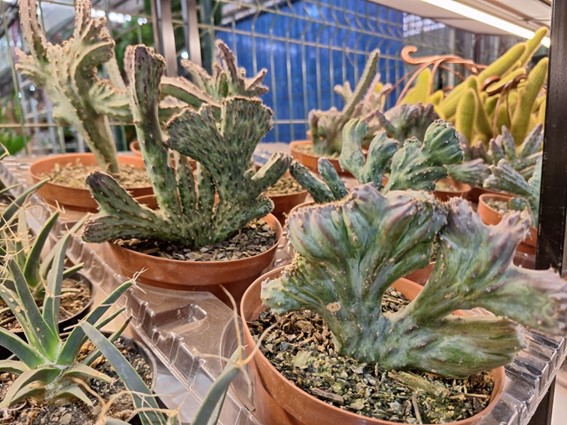 As suculentas são plantas para quem não tem tempo de cuidar e, também, para colecionadores. (divulgação / Ateliê da Notícia)