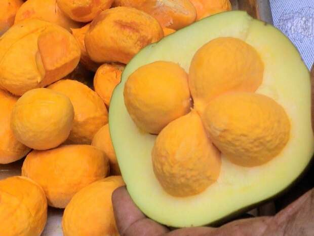 frutos do pequizeiro - Embrapa cerrados
