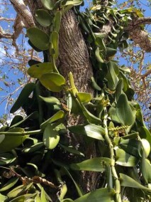 orquídeas do gênero Vanilla