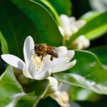 É um mel muito apreciado e consumido no mundo devido ao seu sabor delicado e aroma floral e também pelas suas propriedades benéficas para a saúde. Foto: Pixabay / divulgação