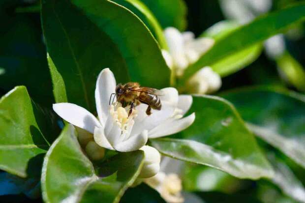 É um mel muito apreciado e consumido no mundo devido ao seu sabor delicado e aroma floral e também pelas suas propriedades benéficas para a saúde. Foto: Pixabay / divulgação