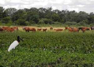 Nove touros e 55 matrizes foram os primeiros animais do rebanho da Embrapa Pantanal a ter registro genealógico na associação de criadores de Bovino Pantaneiro