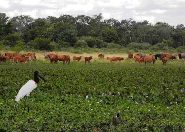 Nove touros e 55 matrizes foram os primeiros animais do rebanho da Embrapa Pantanal a ter registro genealógico na associação de criadores de Bovino Pantaneiro