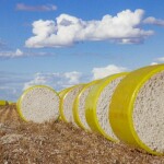 Para o ciclo 2023/2024, a Abapa espera um aumento da área em torno de 2,4%, com produção estimada de 612 mil toneladas. Foto: Divulgação Abapa
