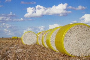 Para o ciclo 2023/2024, a Abapa espera um aumento da área em torno de 2,4%, com produção estimada de 612 mil toneladas. Foto: Divulgação Abapa