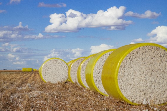 Para o ciclo 2023/2024, a Abapa espera um aumento da área em torno de 2,4%, com produção estimada de 612 mil toneladas. Foto: Divulgação Abapa