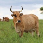Cada animal passou por uma avaliação técnica para atender aos critérios que determinam o padrão racial. Trabalho ajudará no esforço de conservação da raça bovina, em risco de extinção, reconhecida como a mais adaptada às condições do Pantanal. Foto: Raquel Brunelli / Divulgação