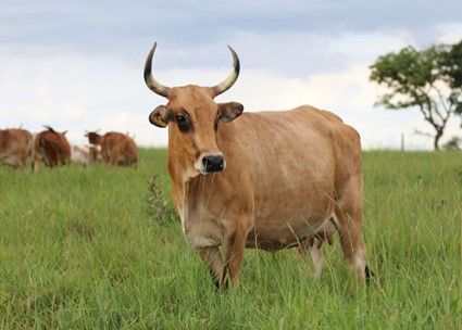 Cada animal passou por uma avaliação técnica para atender aos critérios que determinam o padrão racial. Trabalho ajudará no esforço de conservação da raça bovina, em risco de extinção, reconhecida como a mais adaptada às condições do Pantanal. Foto: Raquel Brunelli / Divulgação